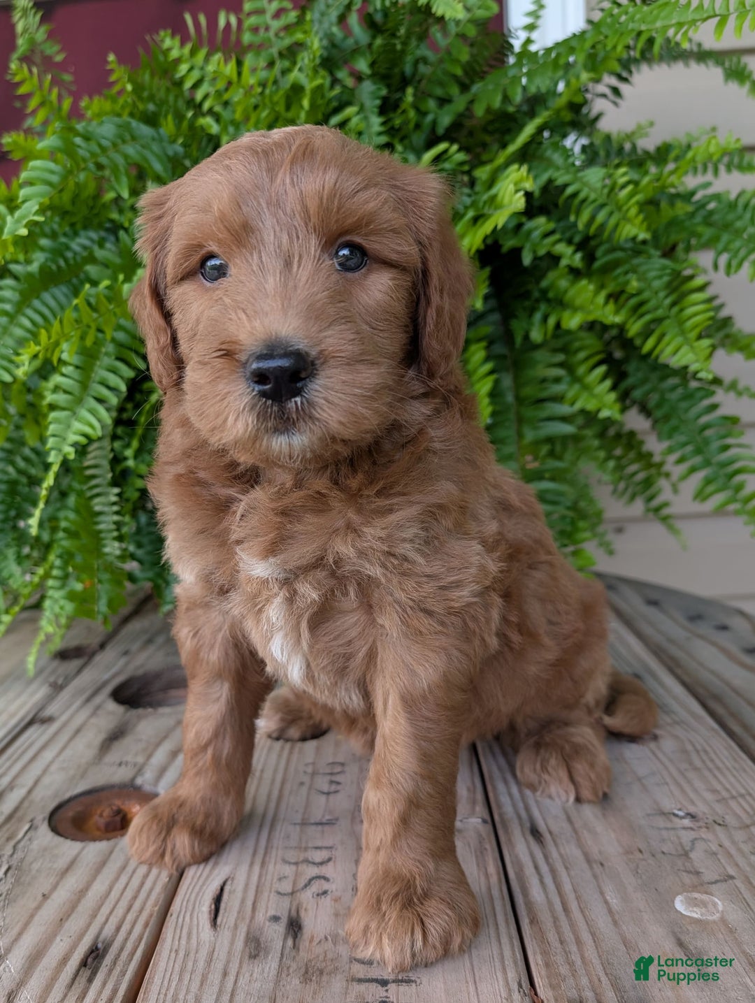 Goldendoodle dogs for sale: Cash - Image 2
