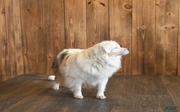 Miniature Australian Shepherd dogs for sale: Carrie - Image 7
