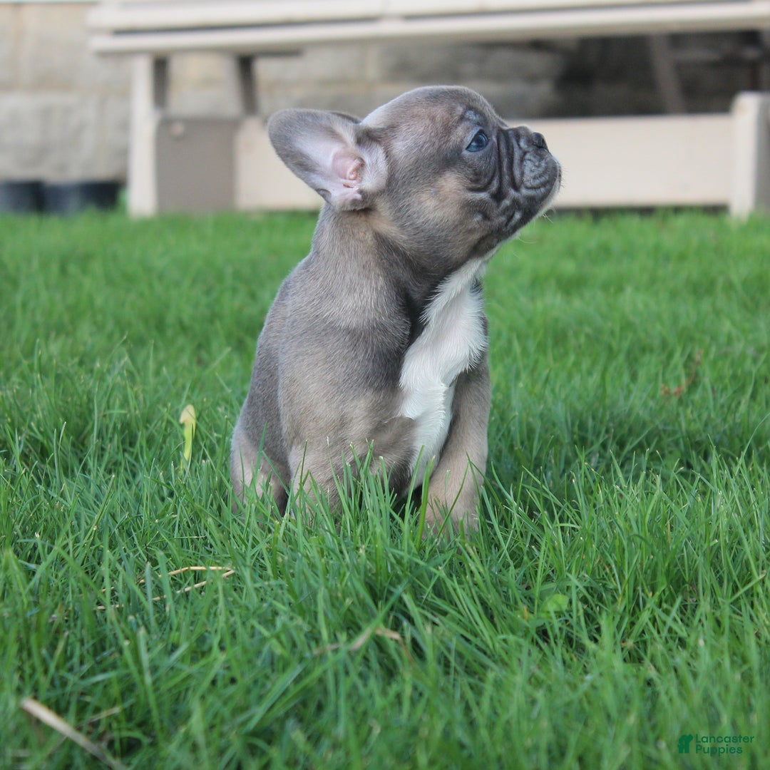 French Bulldog dogs for sale: French Bulldog 3 puppies - Image 34