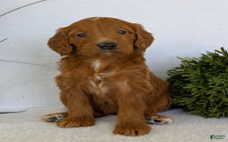 Goldendoodle dogs for sale: Kailey - Image 3