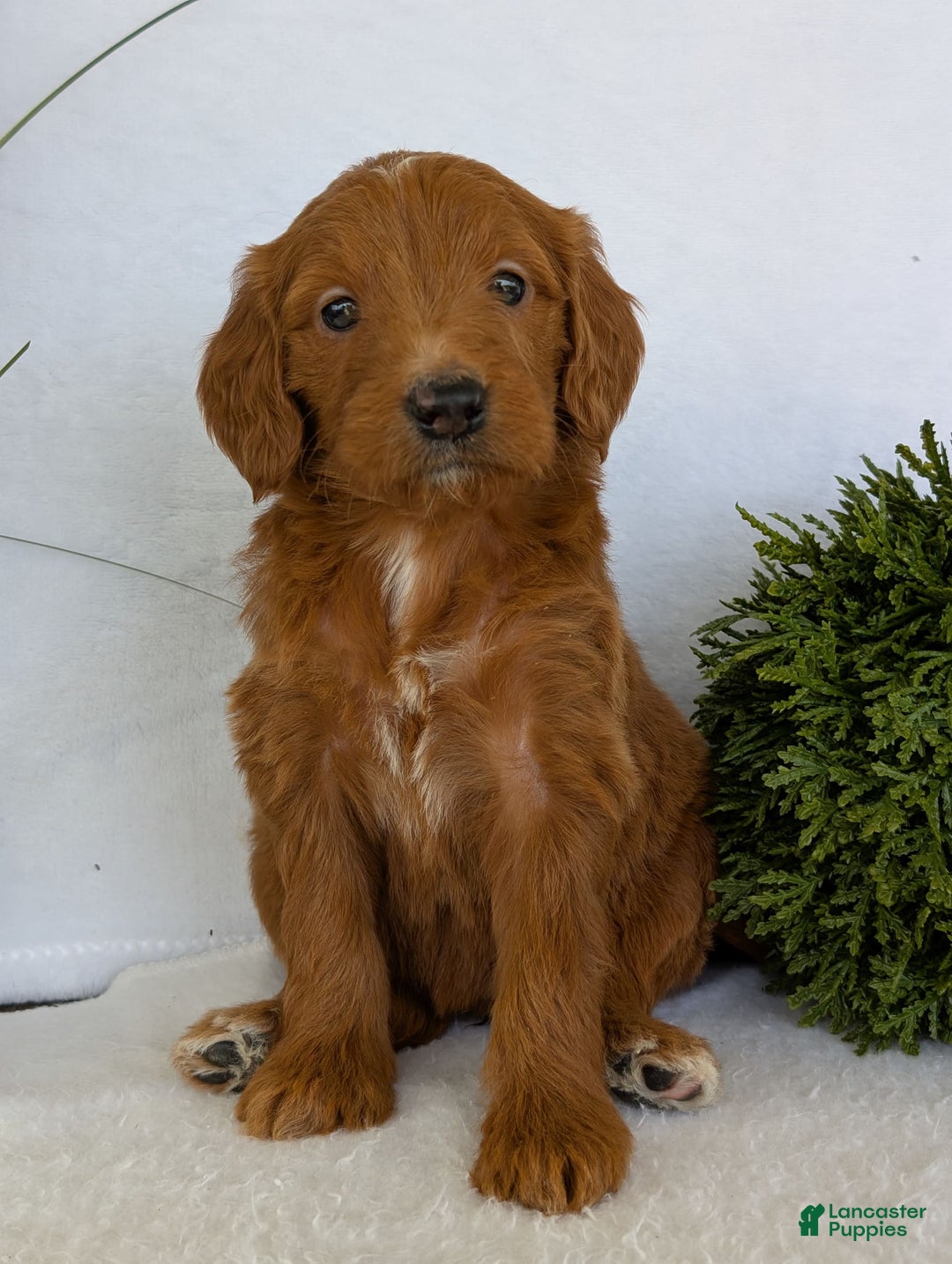Goldendoodle dogs for sale: Kailey - Image 3