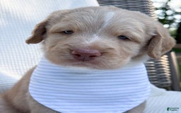 Labradoodle dogs for sale: Cinnamon - Image 9