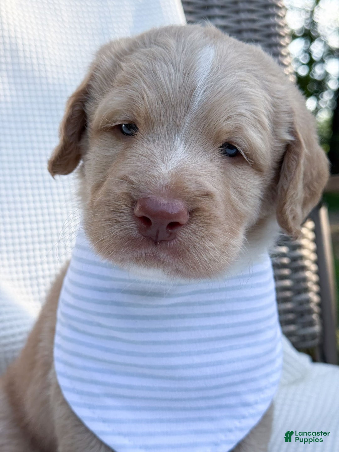 Labradoodle dogs for sale: Cinnamon - Image 9