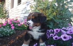 Bernese Mountain Dog dogs for sale: Diamond - Image 4