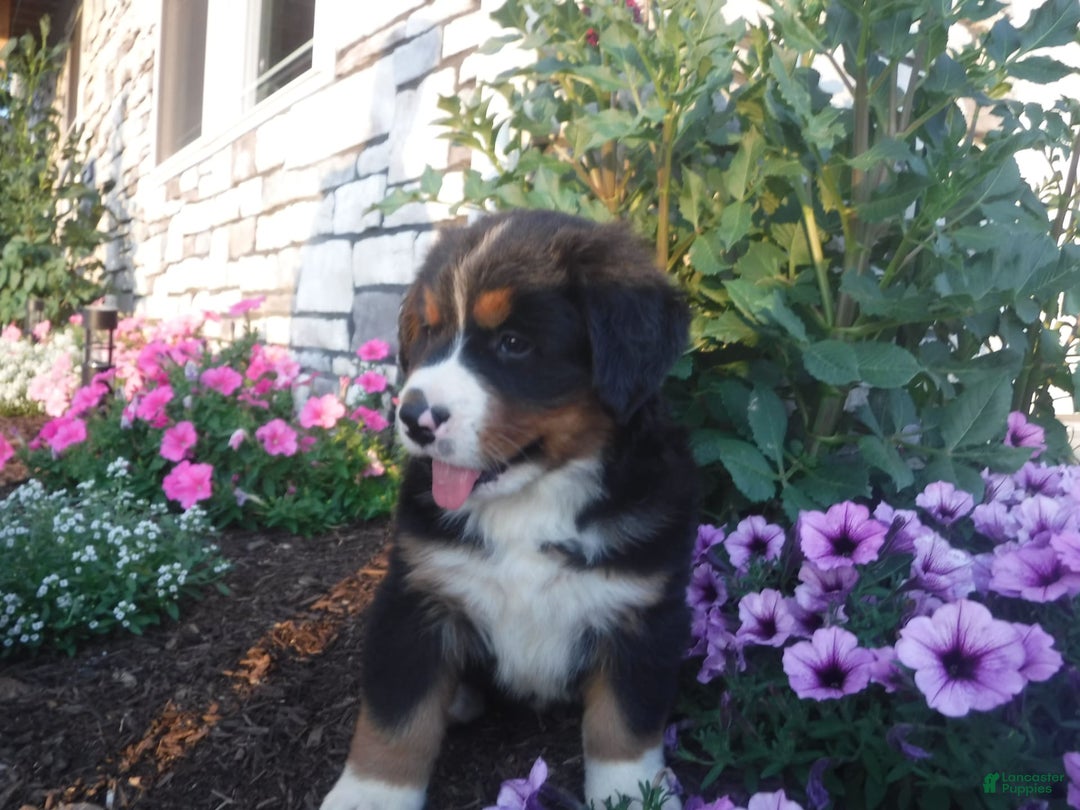 Bernese Mountain Dog dogs for sale: Diamond - Image 4