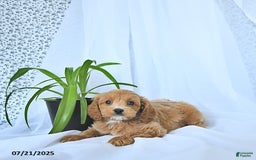 Cavapoo dogs for sale: Rhett - Image 10