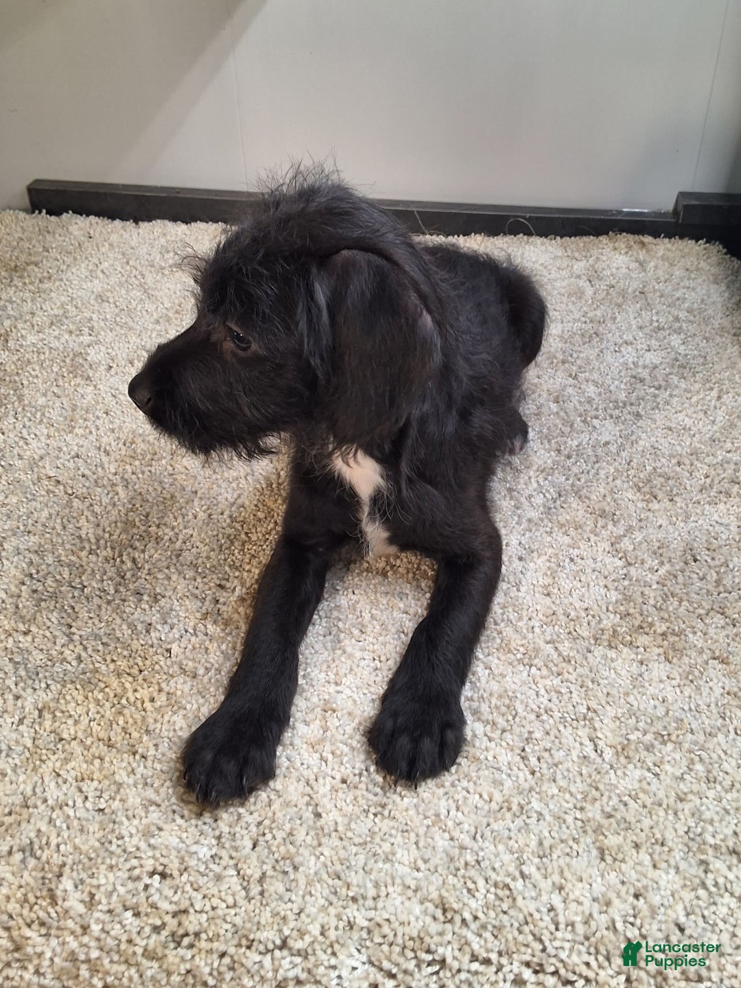 Jackapoo dogs for sale: Stormy - Image 2