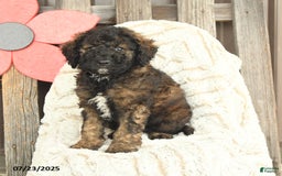 Mini Goldendoodle dogs for sale: Mugsy - Image 5