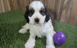 Cavapoo dogs for sale: Cocoa Girl 3 - Image 1