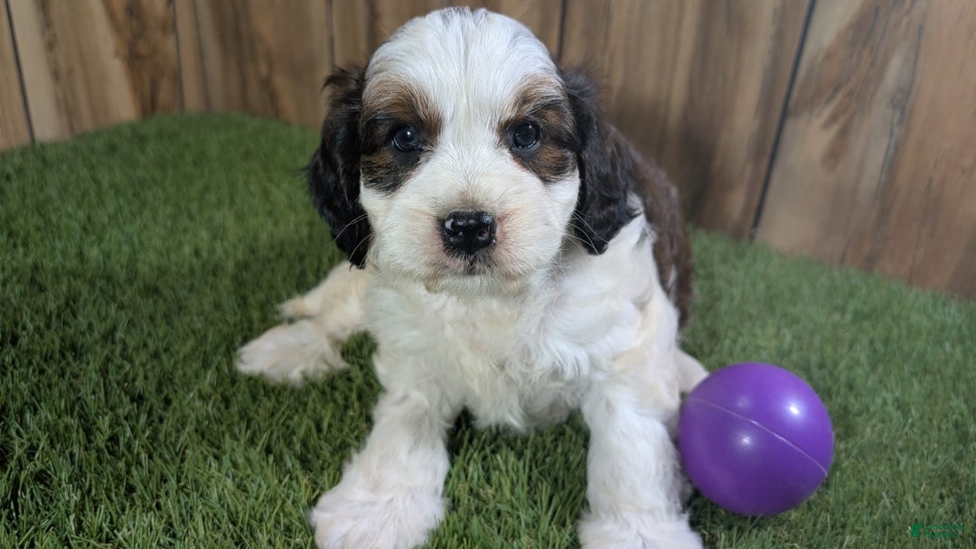 Cavapoo dogs for sale: Cocoa Girl 3 - Image 1