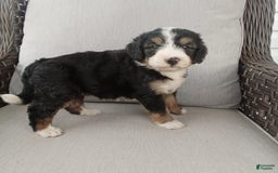 Bernedoodle dogs for sale: Annabelle - Image 9