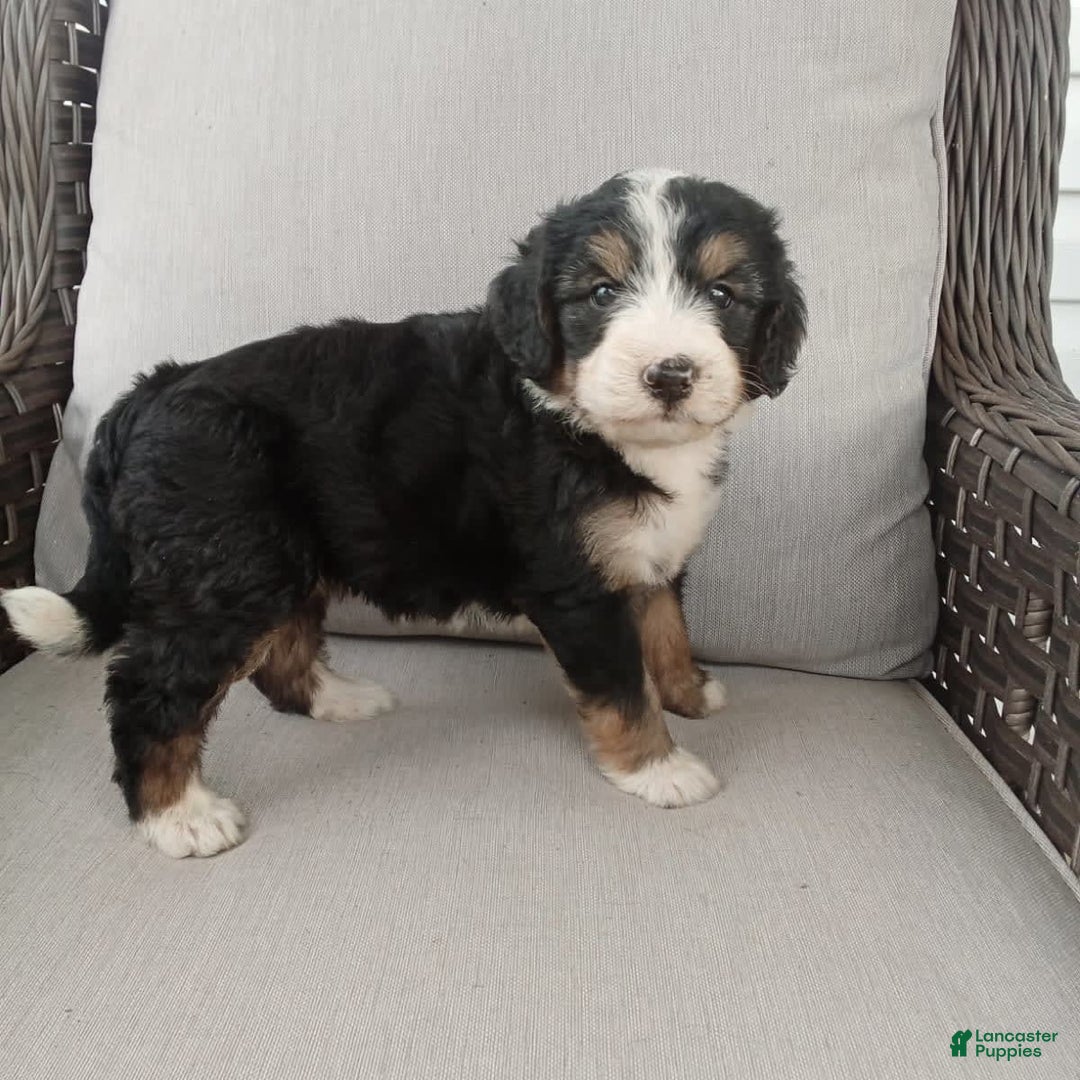 Bernedoodle dogs for sale: Annabelle - Image 9