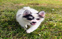 Pomsky dogs for sale: Sweet Girlie - Image 16
