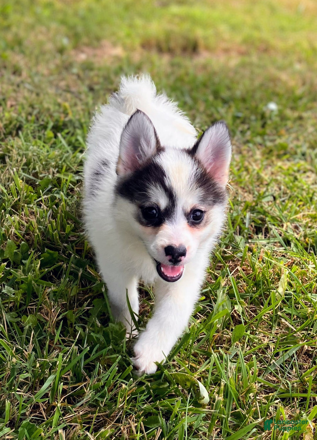 Pomsky dogs for sale: Sweet Girlie - Image 16