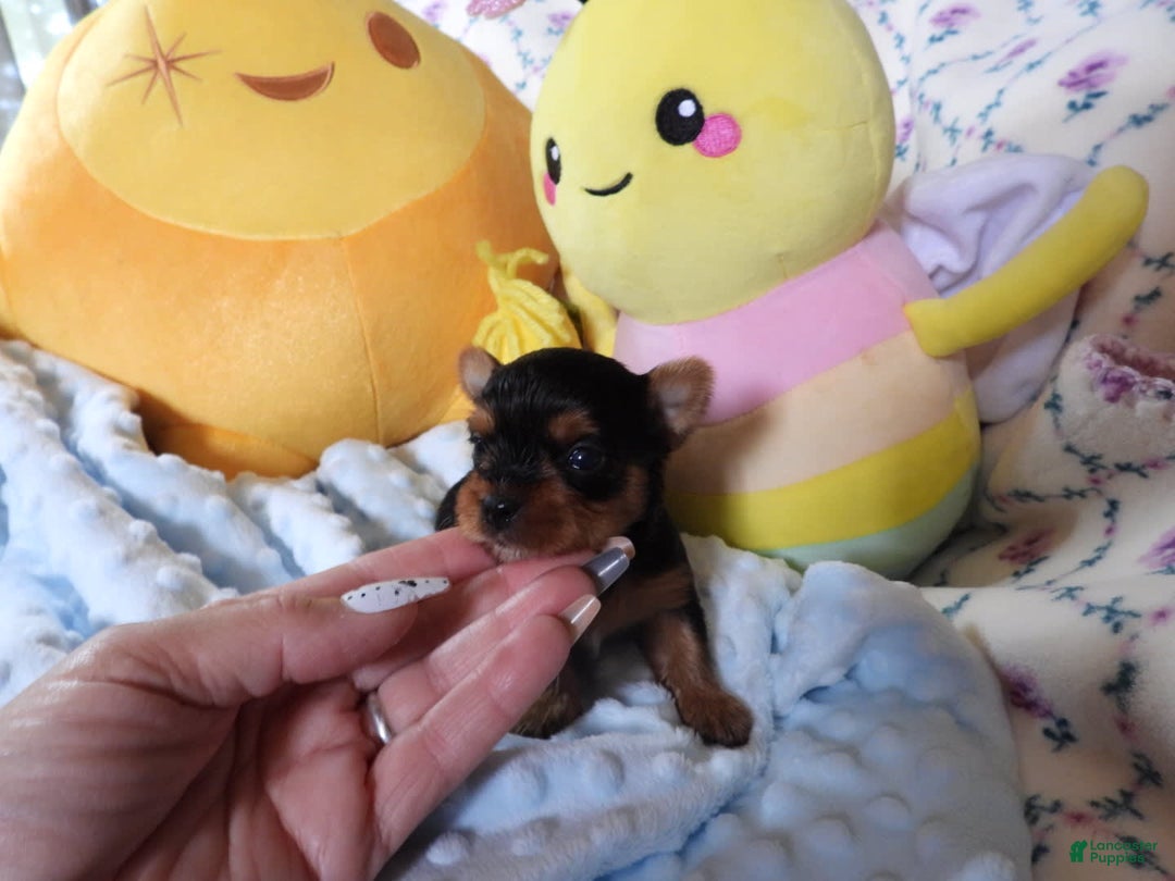 Yorkshire Terrier dogs for sale: Tt - Image 1