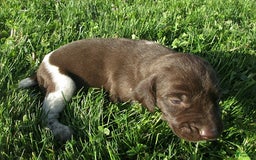 German Shorthaired Pointer dogs for sale: Tanner - Image 1