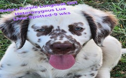 Dalmatian dogs for sale: Belles Purple Lua Liver Spotted Longcoat Girl - Image 5
