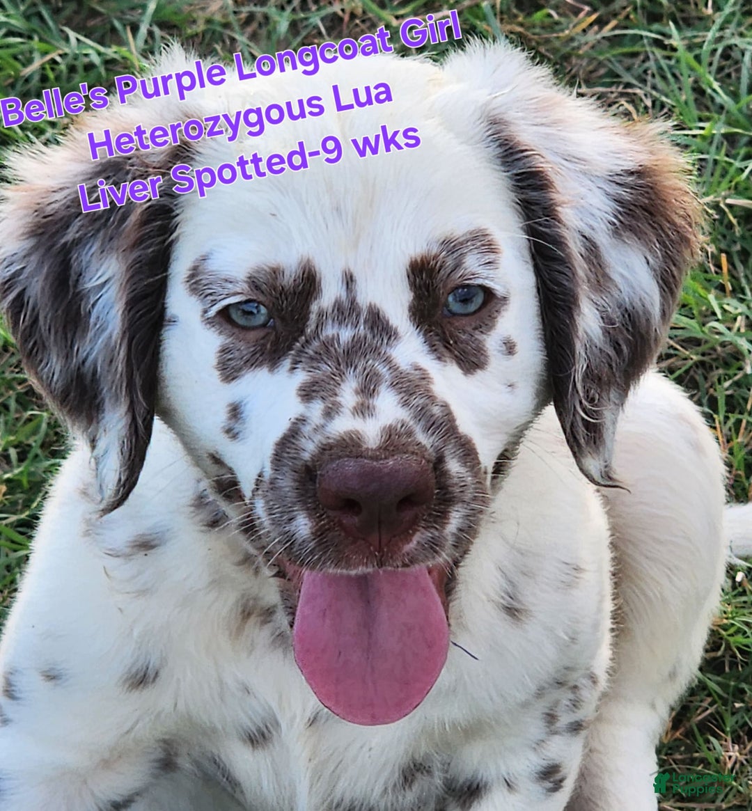 Dalmatian dogs for sale: Belles Purple Lua Liver Spotted Longcoat Girl - Image 5