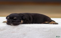 English Bulldog dogs for sale: Tatum - Image 3