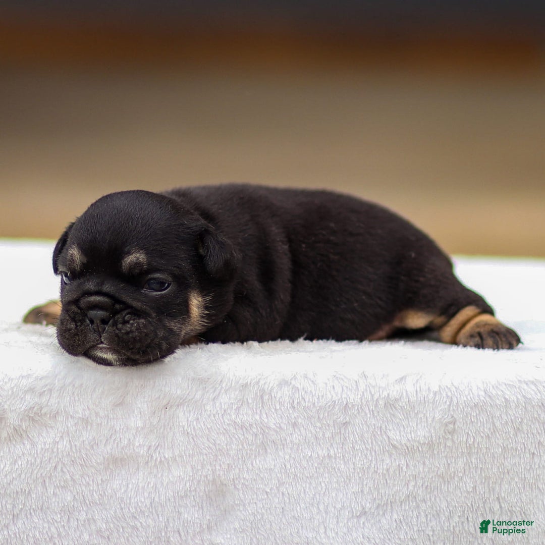 English Bulldog dogs for sale: Tatum - Image 3