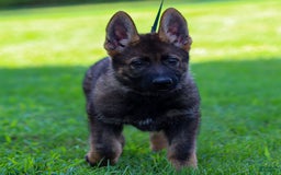 German Shepherd dogs for sale: Axel - Image 17