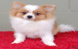 Pomeranian dogs for sale: Tinker - Image 8