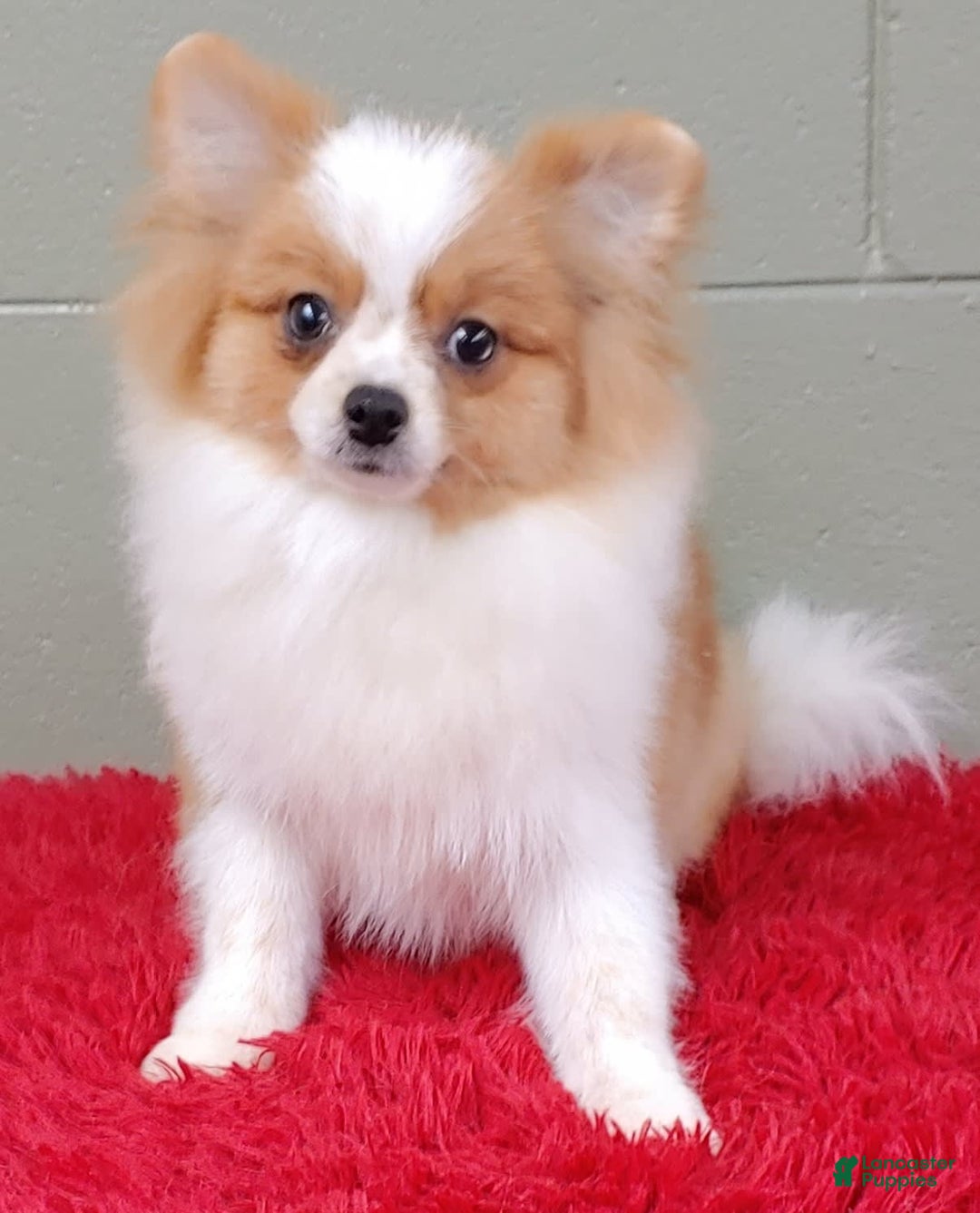 Pomeranian dogs for sale: Tinker - Image 8