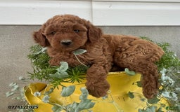 Mini Goldendoodle dogs for sale: Zeke - Image 4