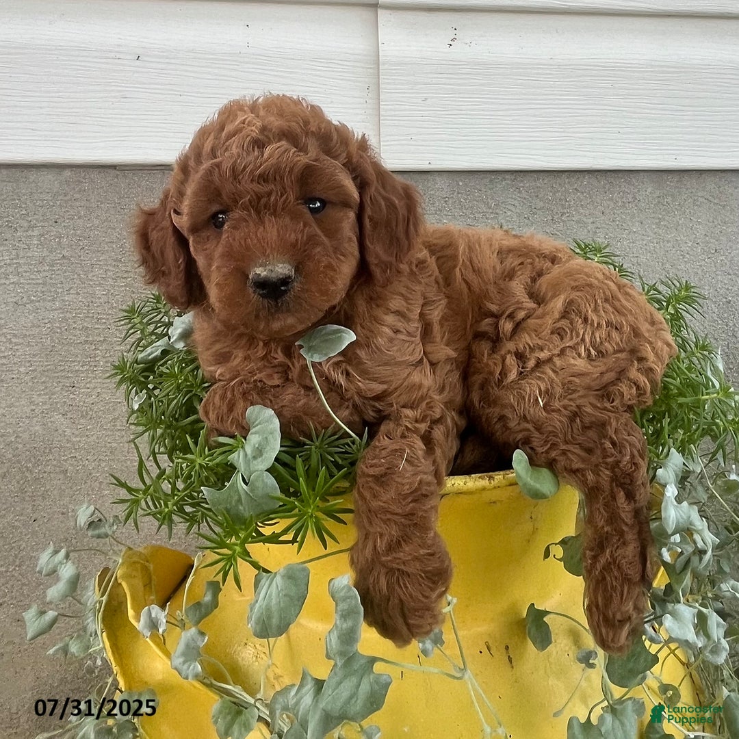 Mini Goldendoodle dogs for sale: Zeke - Image 4