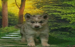 Gerberian Shepsky dogs for sale: Max - Image 12