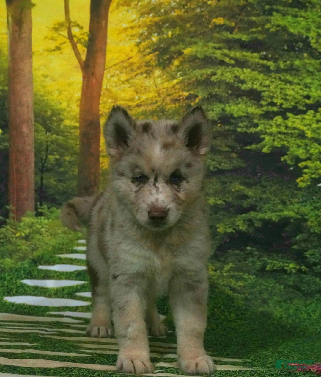Gerberian Shepsky dogs for sale: Max - Image 12