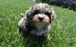 Havapoo dogs for sale: Zipper - Image 8