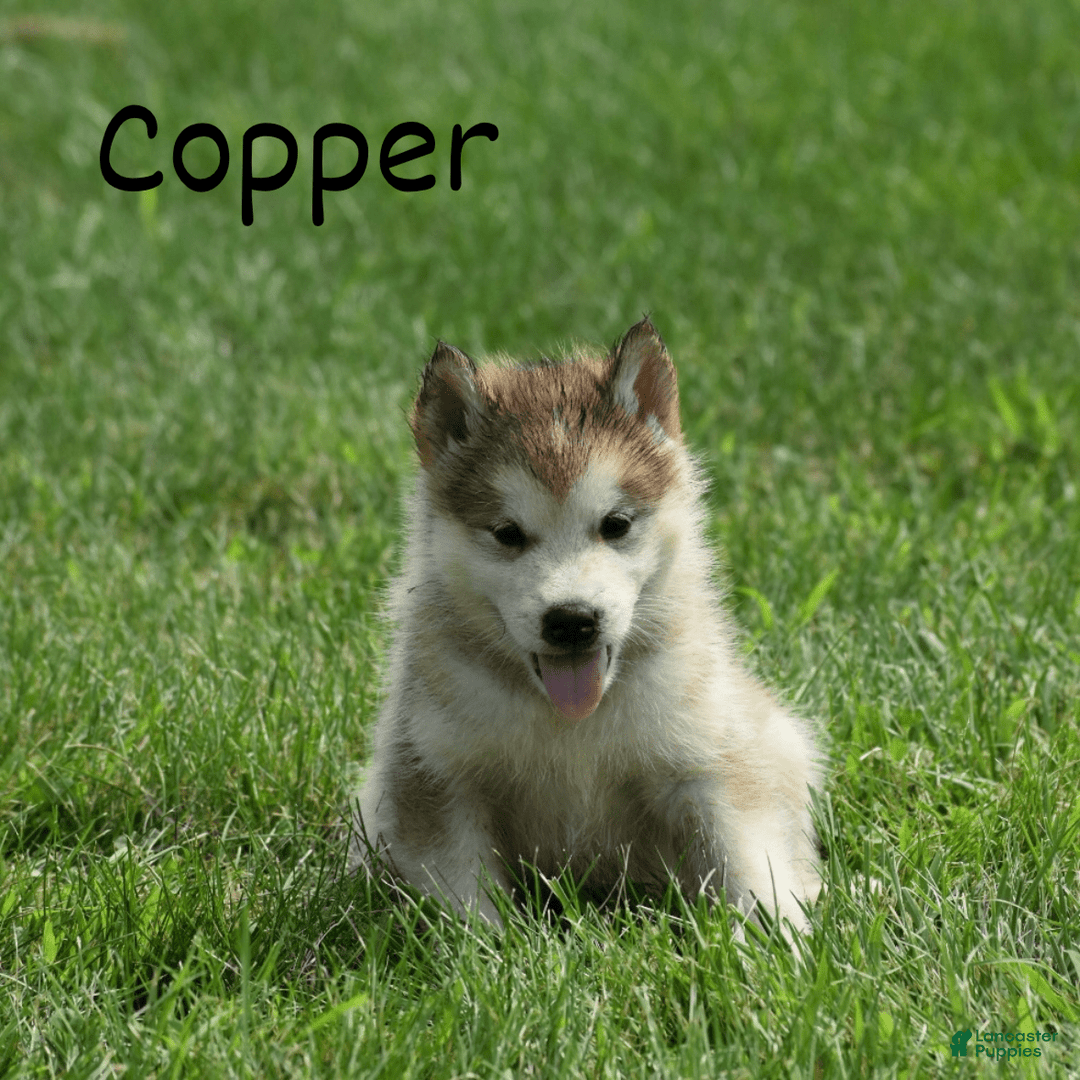 Alaskan Malamute dogs for sale: Copper - Image 1