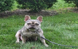French Bulldog dogs for sale: Millie - Image 16