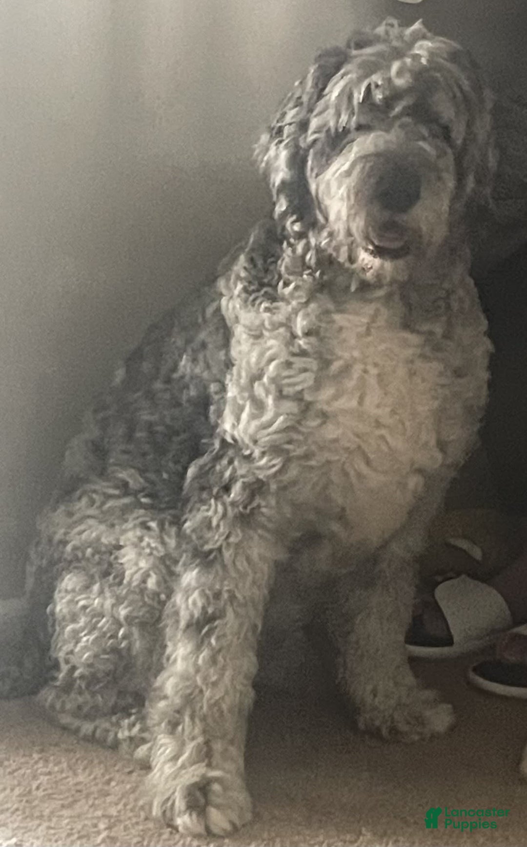 Old English Sheepdog dogs for sale: Light Pink Girl - Image 12