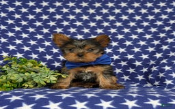 Yorkshire Terrier dogs for sale: Lamar 6 lbs Full Grown - Image 4