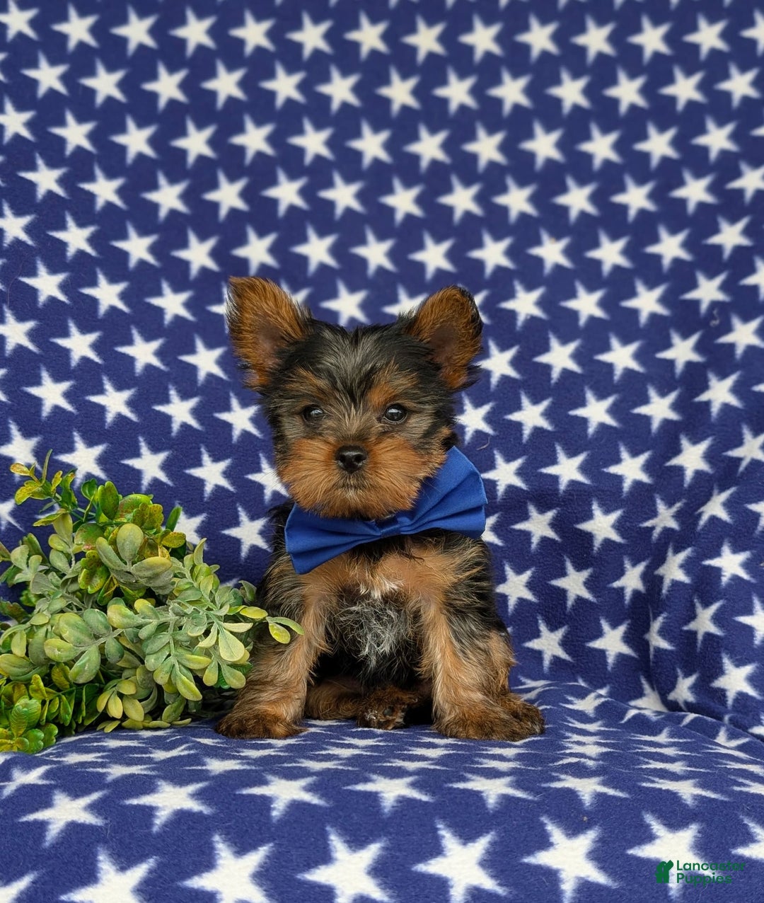 Yorkshire Terrier dogs for sale: Lamar 6 lbs Full Grown - Image 4