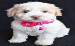 Havapoo dogs for sale: Molly - Image 6