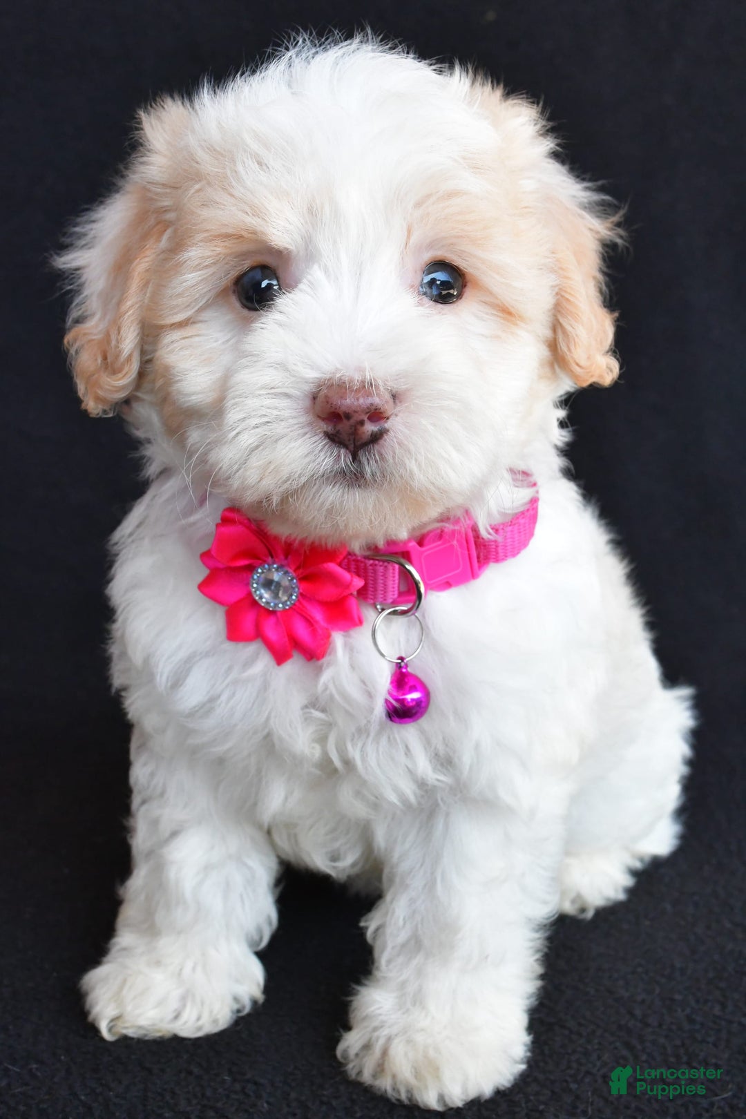 Havapoo dogs for sale: Molly - Image 6