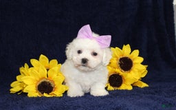 Bichon Frise dogs for sale: Unicorn - Image 7
