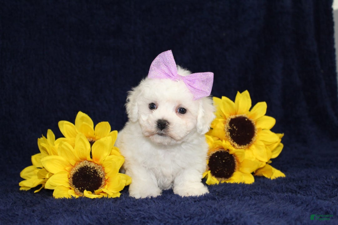 Bichon Frise dogs for sale: Unicorn - Image 7