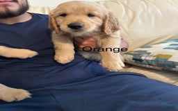 Golden Retriever dogs for sale: Orange - Image 1