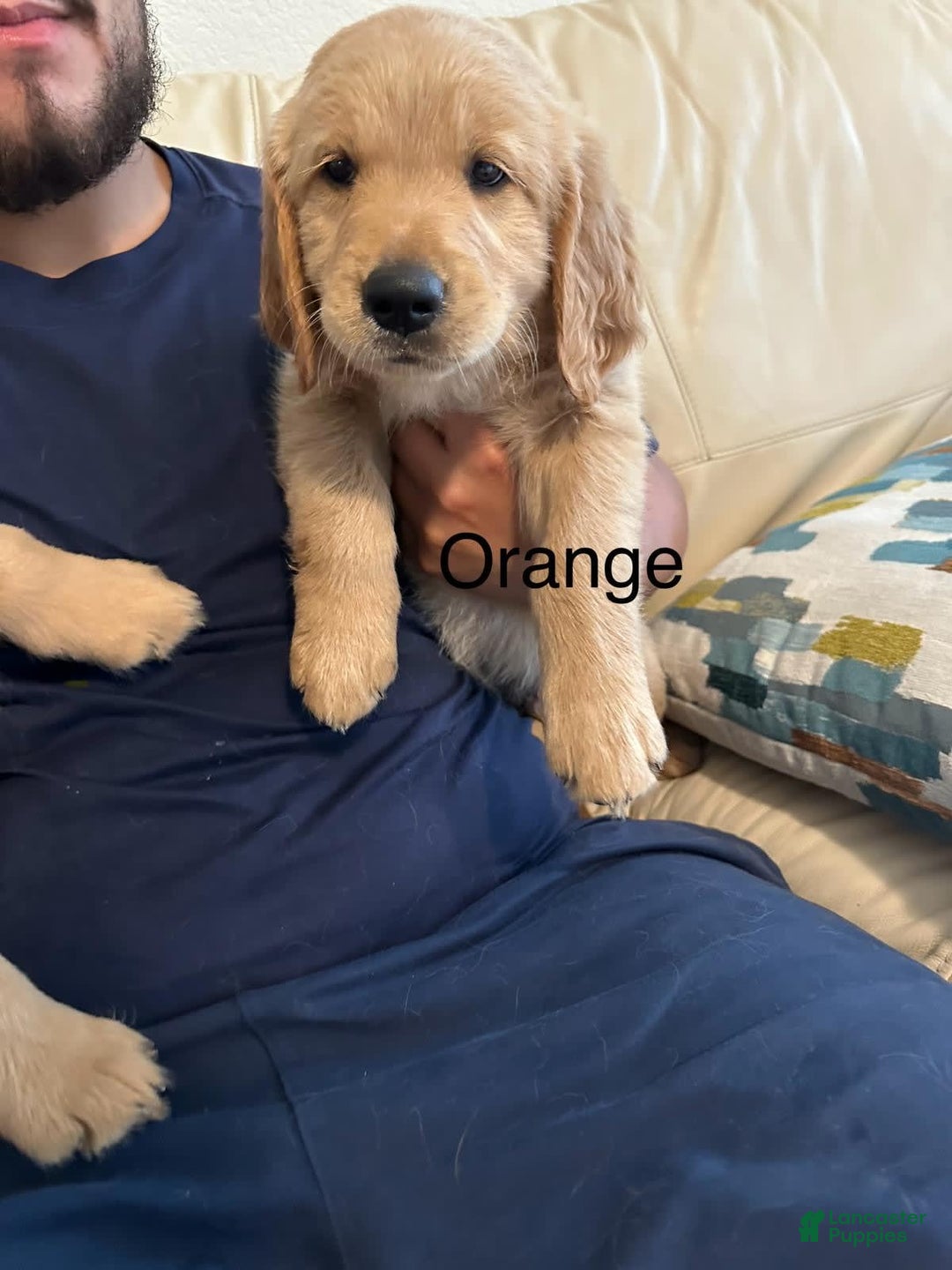 Golden Retriever dogs for sale: Orange - Image 1
