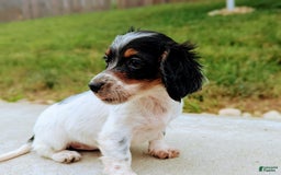 Dachshund dogs for sale: Lilly - Image 2