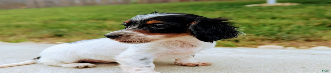 Lilly