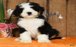 Bernedoodle dogs for sale: Dustin - Image 8
