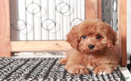 Cavapoo dogs for sale: Millie - Image 1