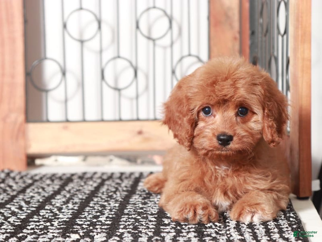 Cavapoo dogs for sale: Millie - Image 1