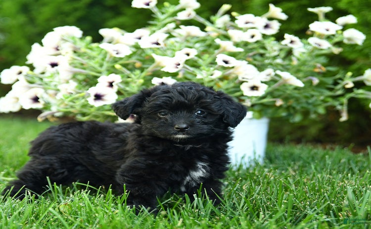 Mini Aussiedoodle dogs - Advert 27
