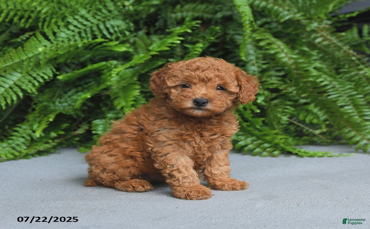 Miniature Poodle dogs for sale - Ad 3